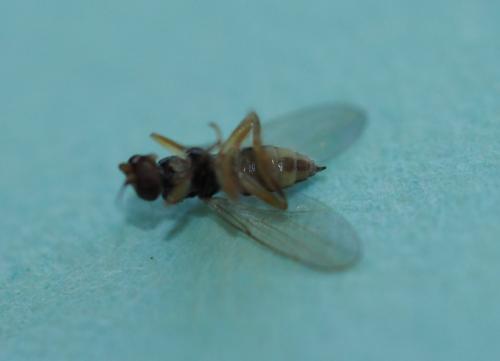 Elachiptera sp.